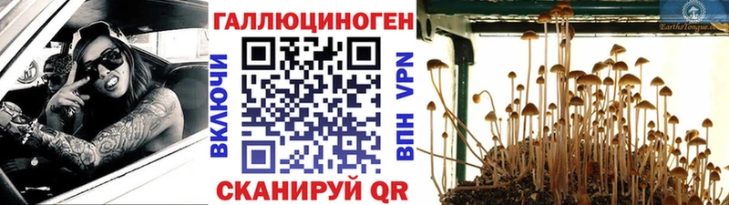 закладки  Сычёвка  Псилоцибиновые грибы GOLDEN TEACHER 